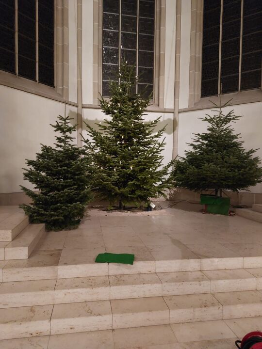 Aufstellen der Weihnachtsbäume in der St. Viktor Kirche